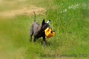 Thai Ridgeback Dog puppy