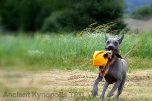 Thai Ridgeback Dog puppy