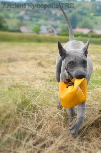 Thai Ridgeback Dog puppy
