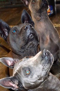 Sasouke, Atodoi & Daenerys