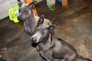 Atodoi & Daenerys Ancient Kynopolis