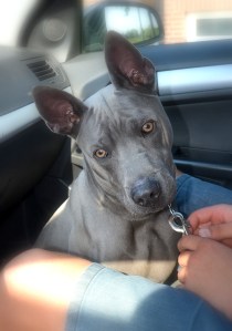 Azur Lucky Ryuu - Opal