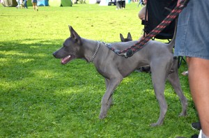 Azur Lucky Ryuu - Opal