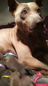 Thai Ridgeback Dog puppies