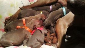 Thai Ridgeback Dog puppies