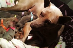 Thai Ridgeback Dog puppies
