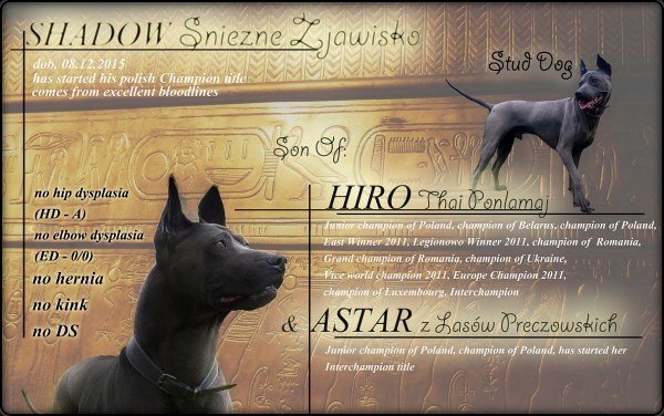 thai ridgeback dog reproduktor, stud dog