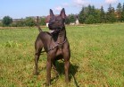 thai ridgeback dog czarny black