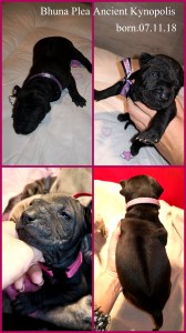 thai ridgeback dog puppies