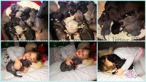 thai ridgeback dog puppies