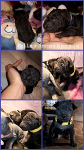 thai ridgeback dog puppies