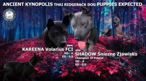thai ridgeback dog puppies