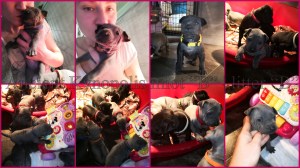 thai ridgeback dog puppies