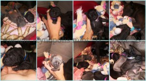 thai ridgeback dog puppies