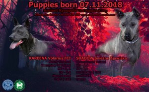 thai ridgeback dog puppies