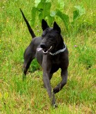 thai ridgeback dog czarny black shwarz