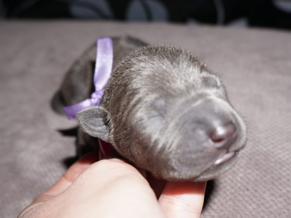 Już są! (Mashi x&nbsp;Opal)