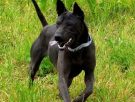 black thai ridgeback