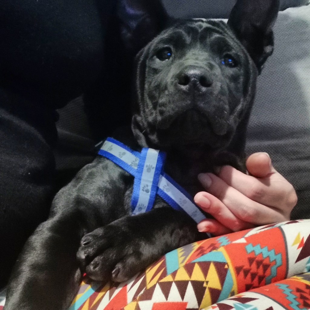 Szczenięta Thai Ridgeback Dog na sprzedaż | Thai Ridgeback Dog puppies for&nbsp;sale