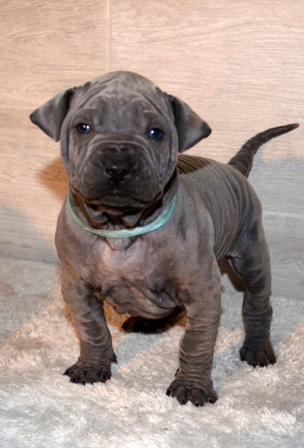 Thai Ridgeback i zabawa na śniegu | fun on the&nbsp;snow