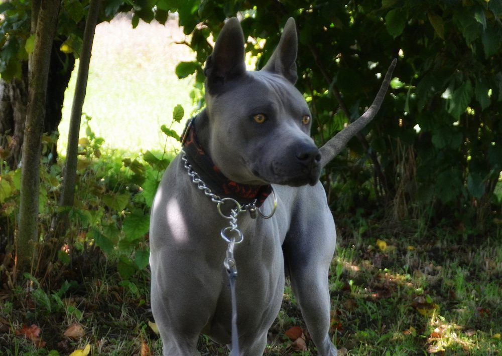 Opal – Azur Lucky Ryuu&nbsp;(19m-cy)