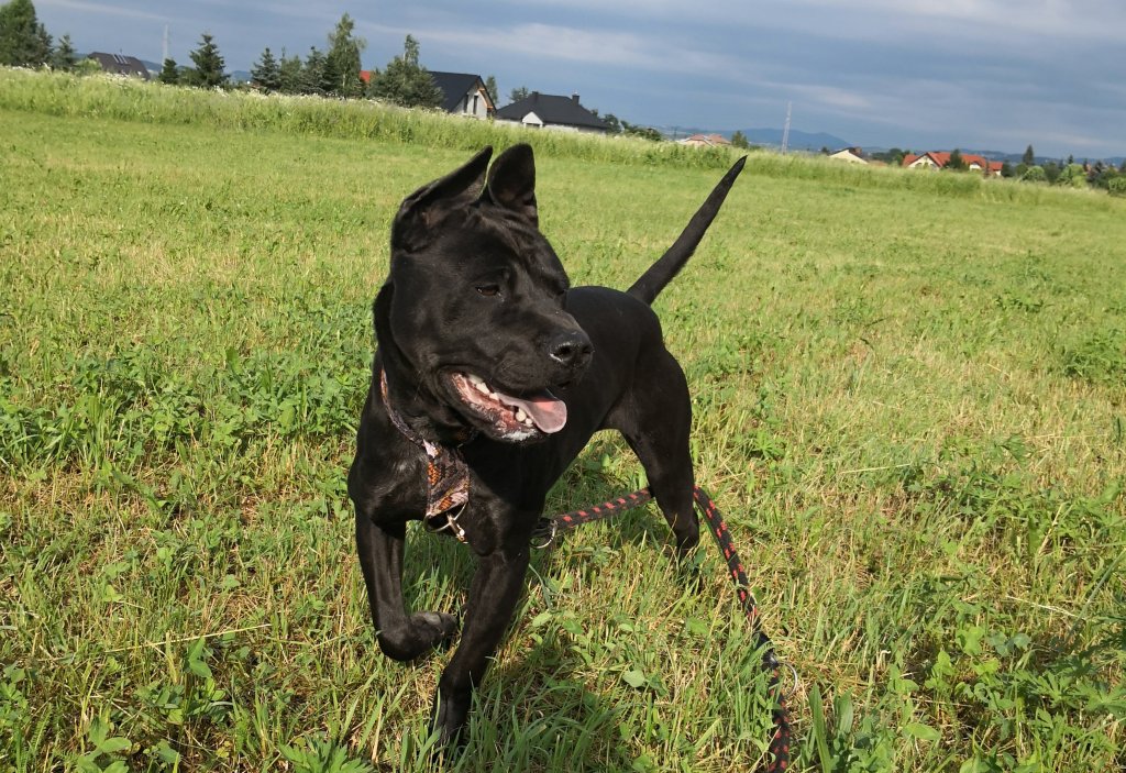 black thai ridgeback 