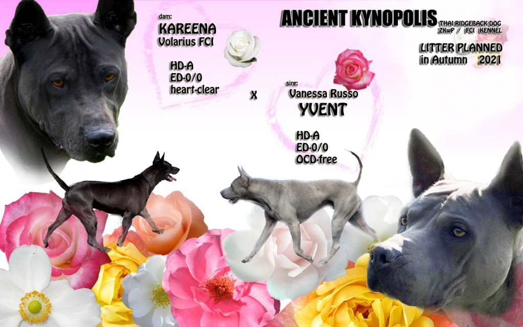 Planlagt kull Høst 2021!