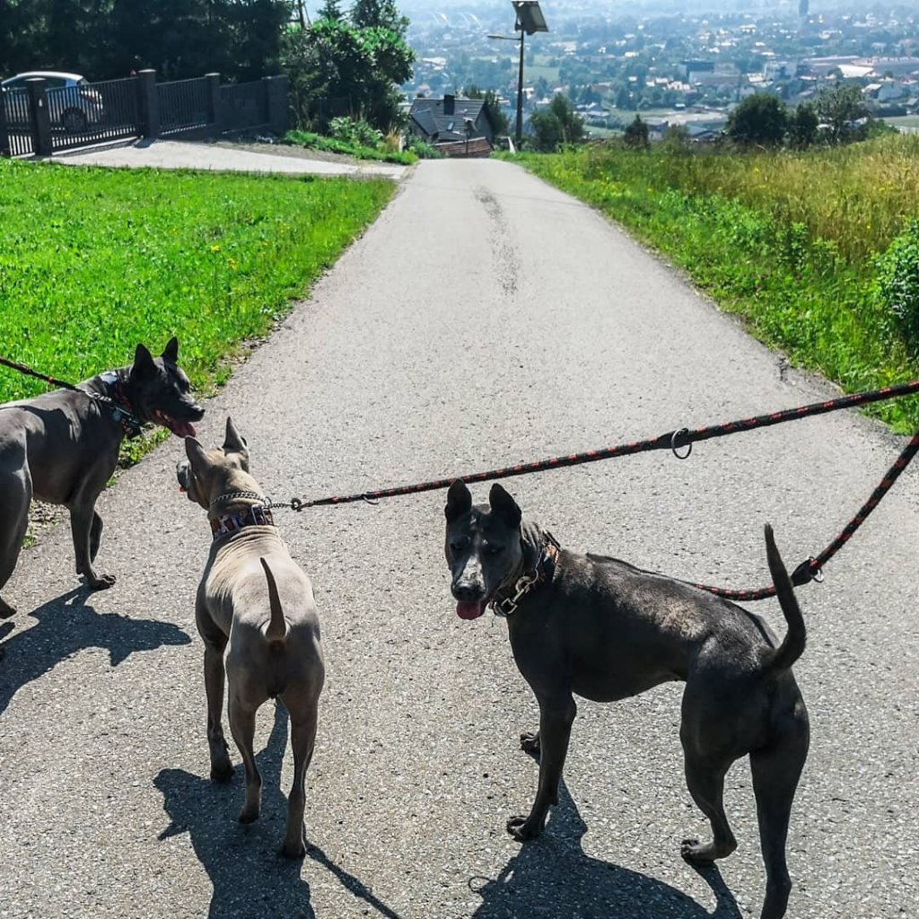 Blue thai Ridgeback Dog, niebieski pies, szary pies, Blue dog, Ridgeback dog