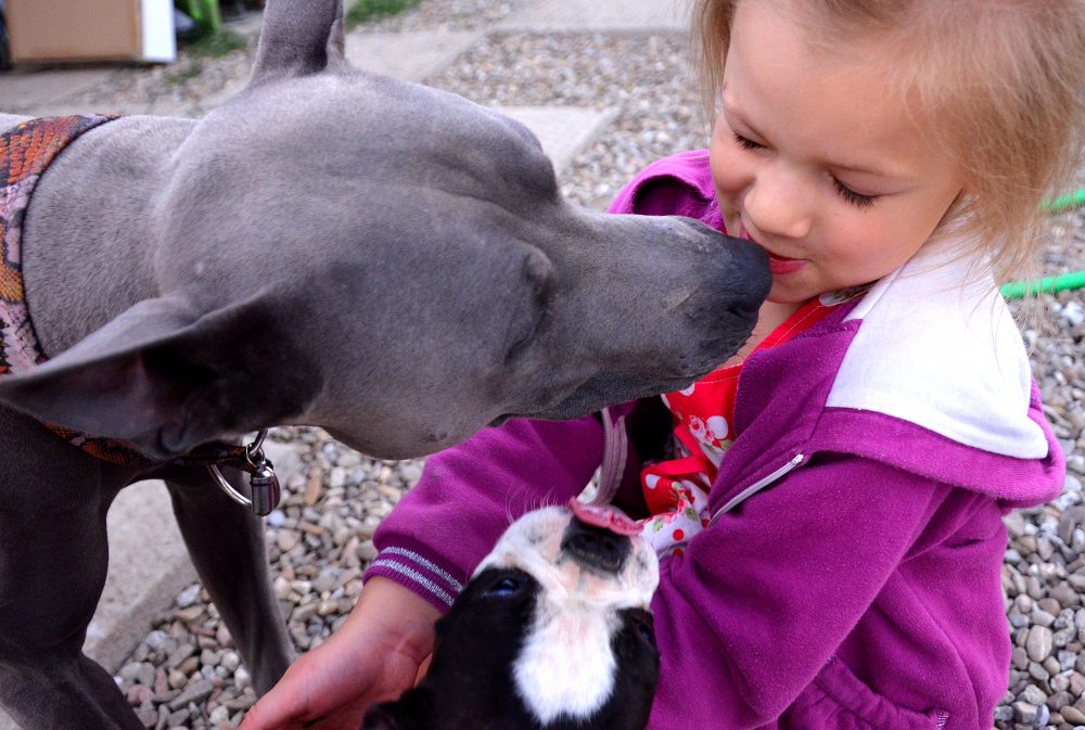 boston terrier puppy