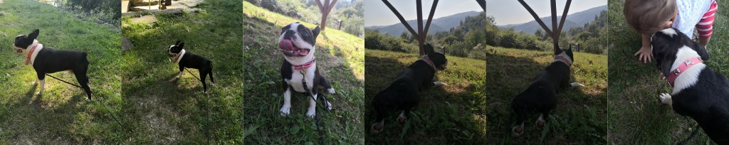 boston terrier na wycieczce