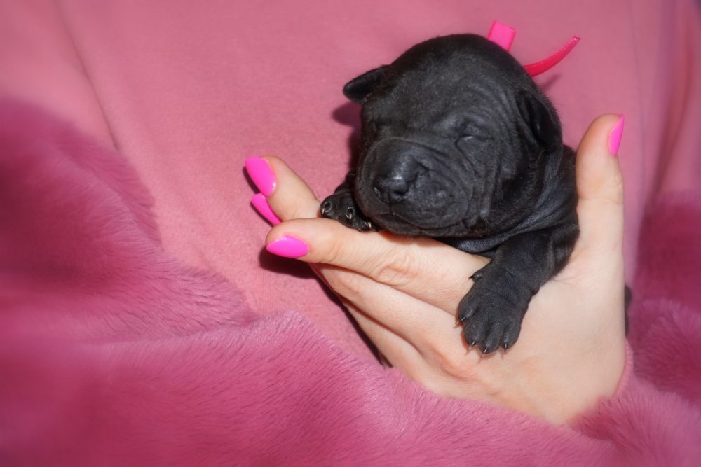 Miot E – 2&nbsp;tygodnie