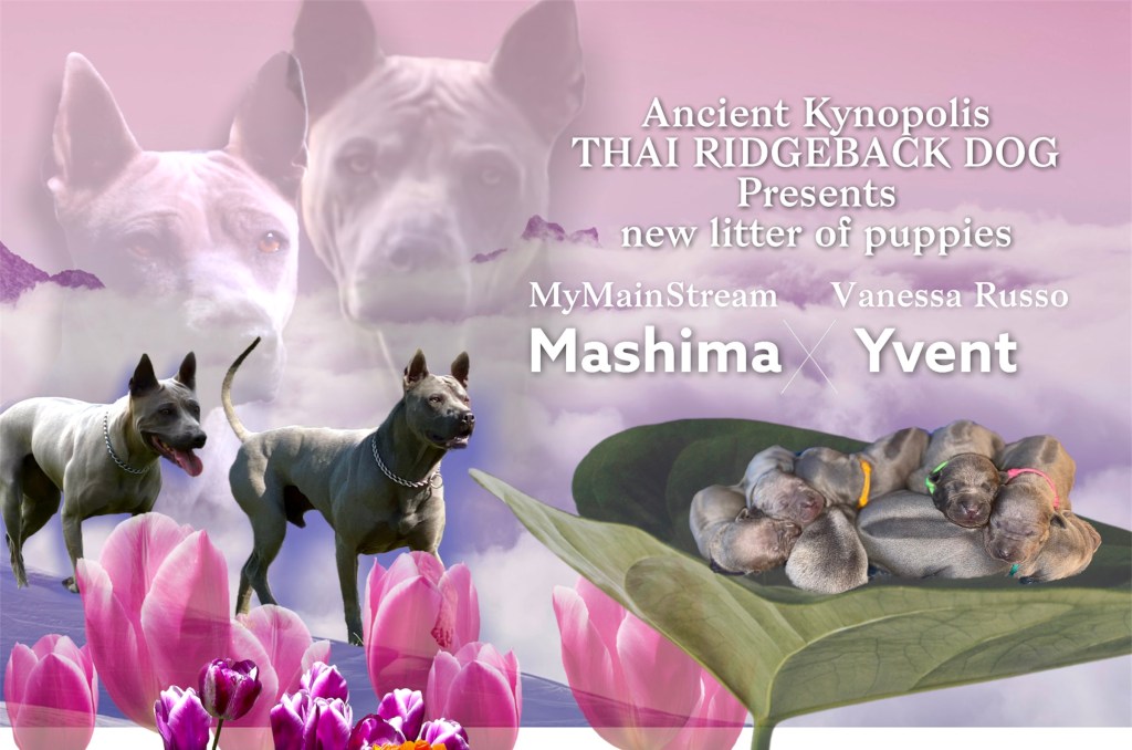 Mamy szczenięta Thai Ridgeback&nbsp;Dog!