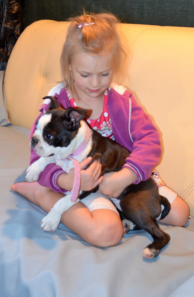 boston terrier puppy