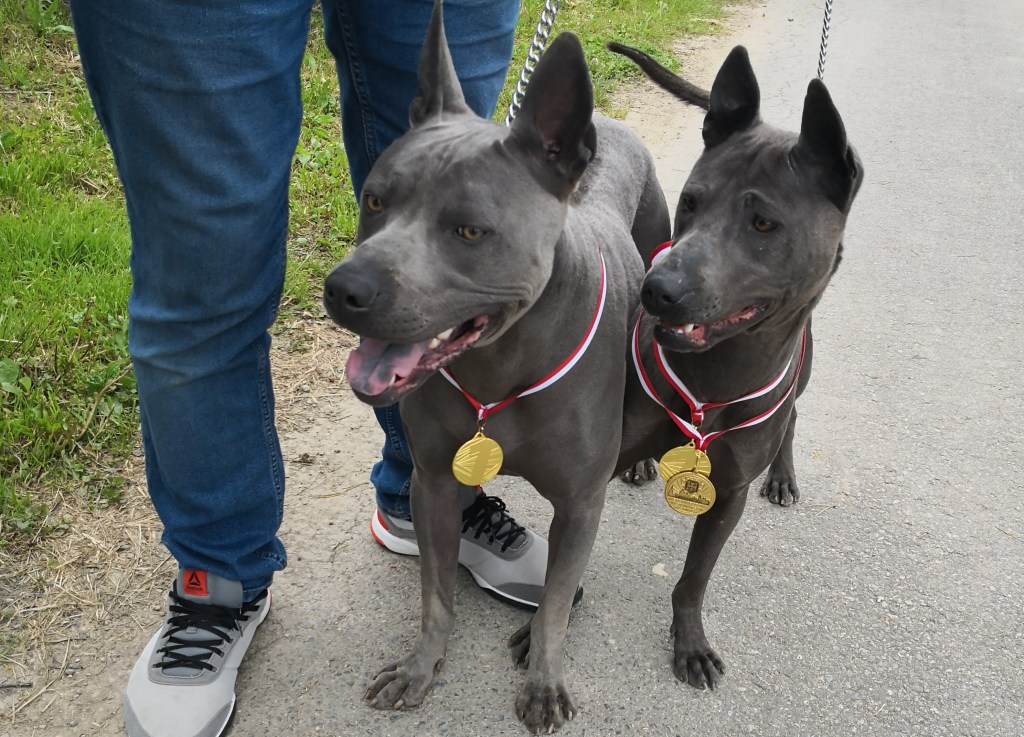 XII Międzynarodowa Wystawa Psów Rasowych&nbsp;Rzeszów