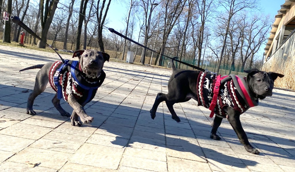 Thai Ridgeback Dog puppy