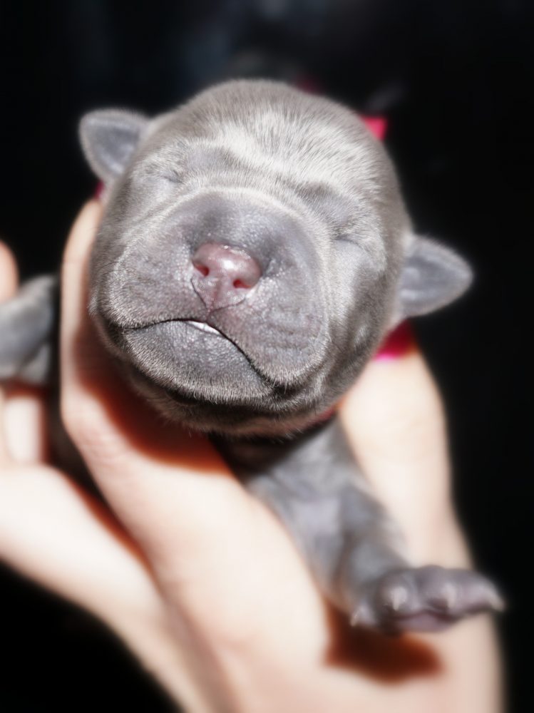 Już są! (miot Kira x&nbsp;Shadow)