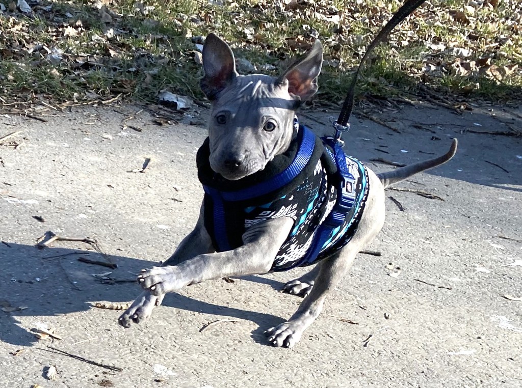 Thai Ridgeback Dog puppy