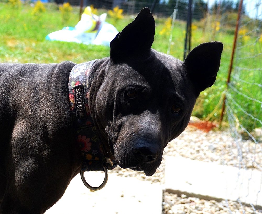 black Thai Ridgeback Dog