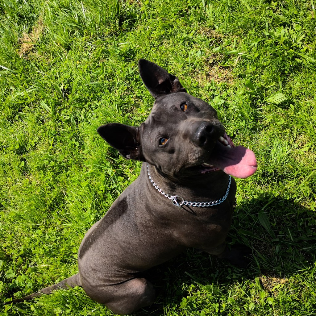 Nasze czarne pantery&nbsp;🖤