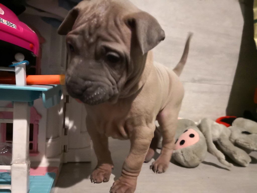 Wszystkiego najlepszego dla miotu H&nbsp;💓