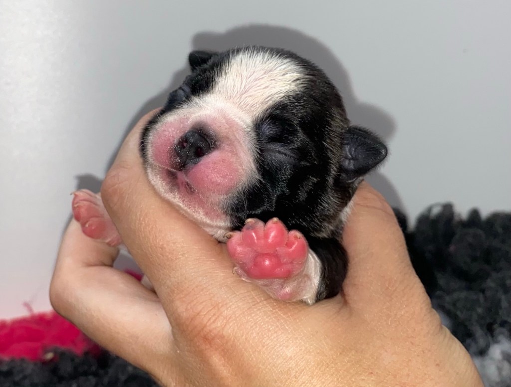 Boston terrier MAMY&nbsp;SZCZENIAKI!