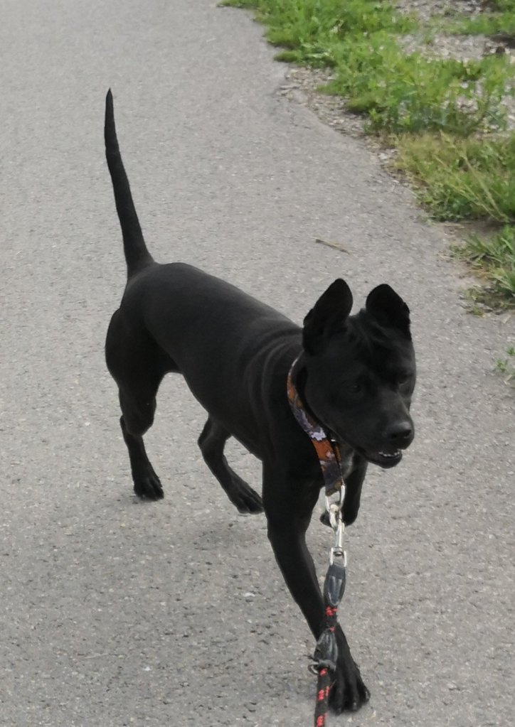 black thai ridgeback 