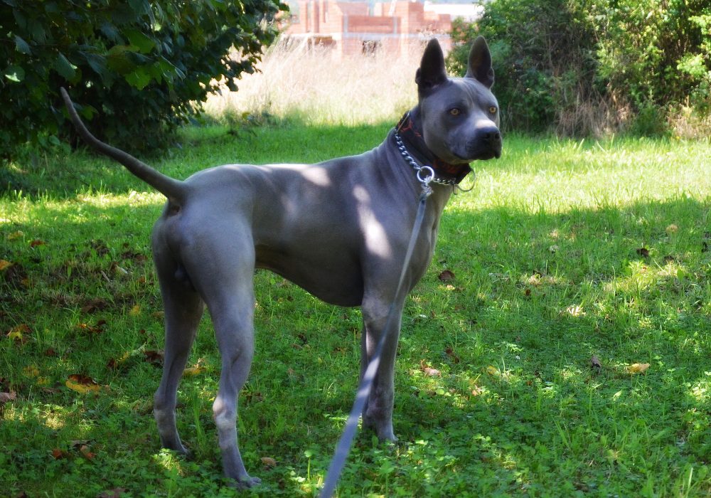 thai ridgeback