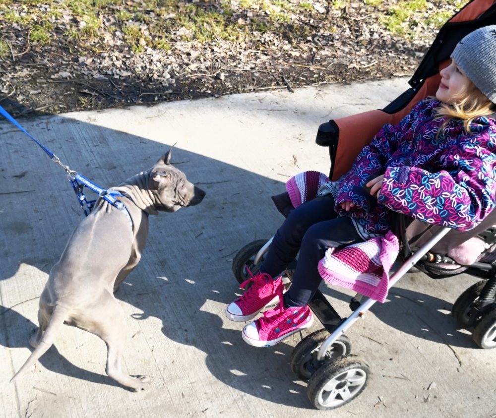 thai ridgeback dog szczeniak i dziecko