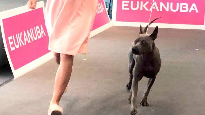 XXIII Międzynarodowa Wystawa Psów Rasowych Kraków&nbsp;2019