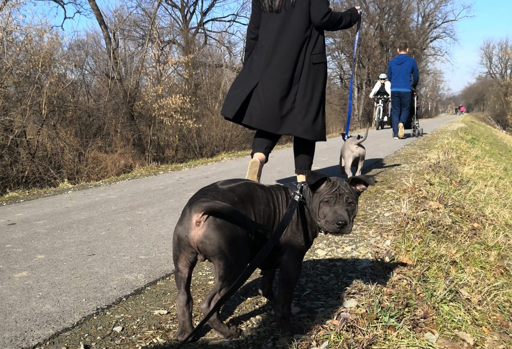 thai ridgeback black puppy