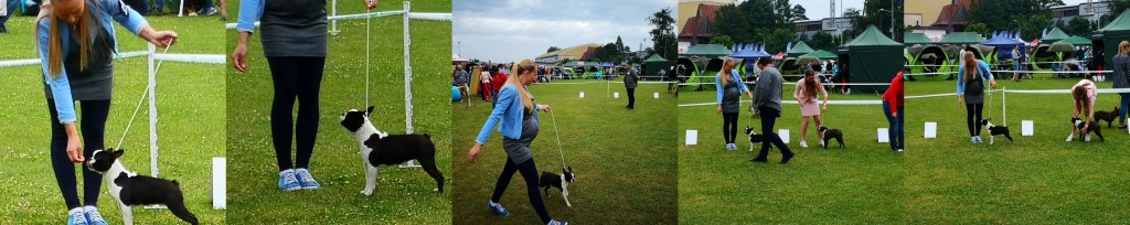 boston terrier wystawa