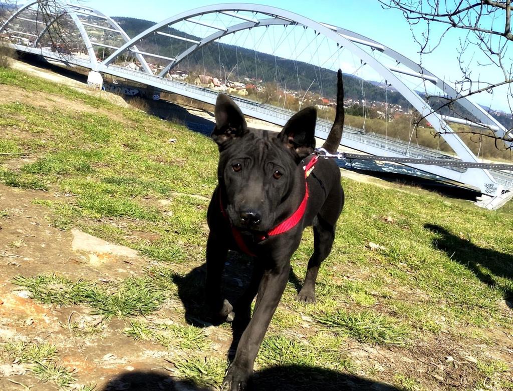 Puppies on walks&nbsp;(photos)