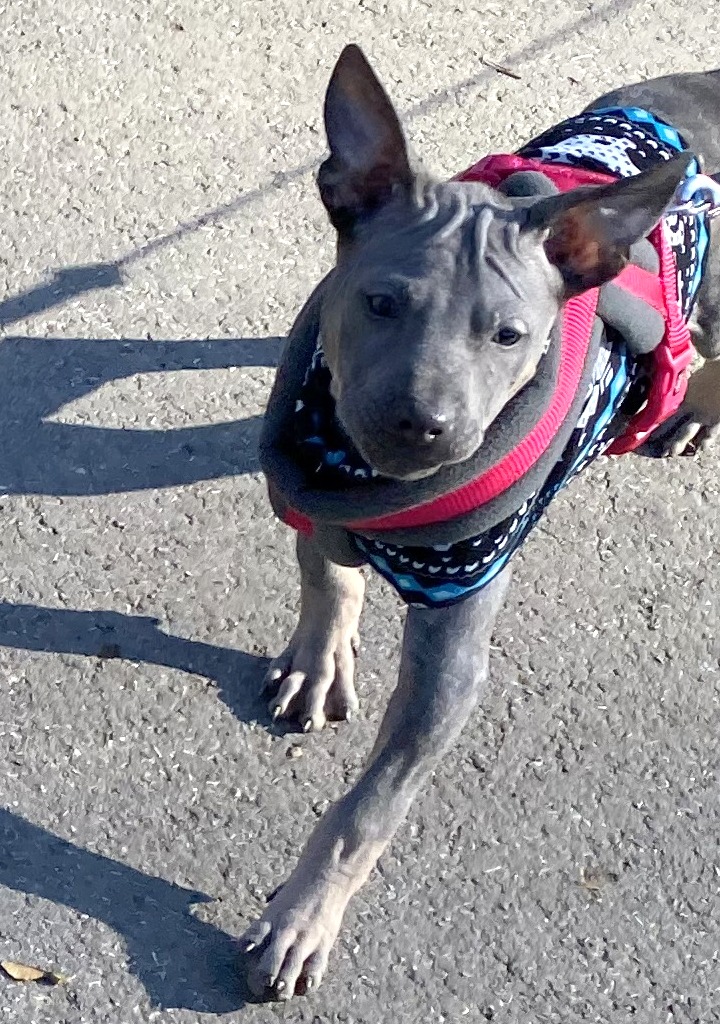 Thai Ridgeback Dog puppy