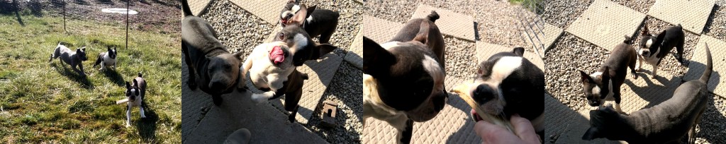 boston terrier zabawa